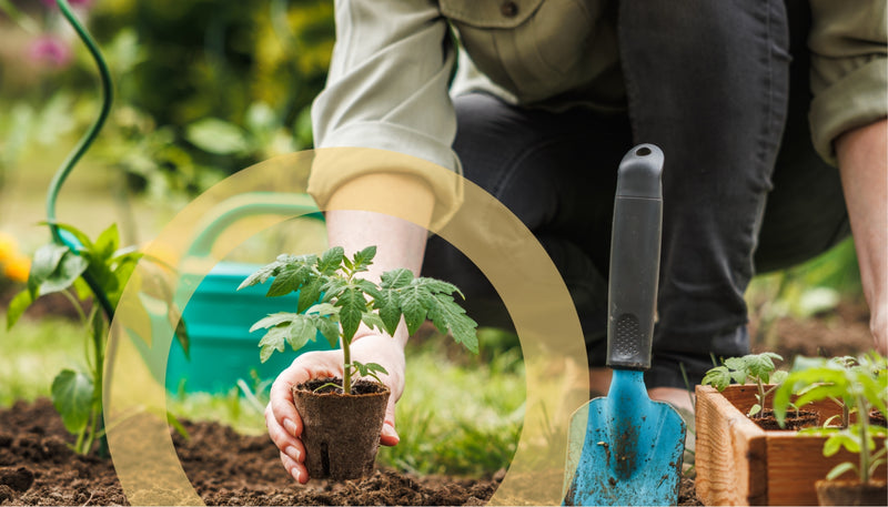 Understanding Planting Zones