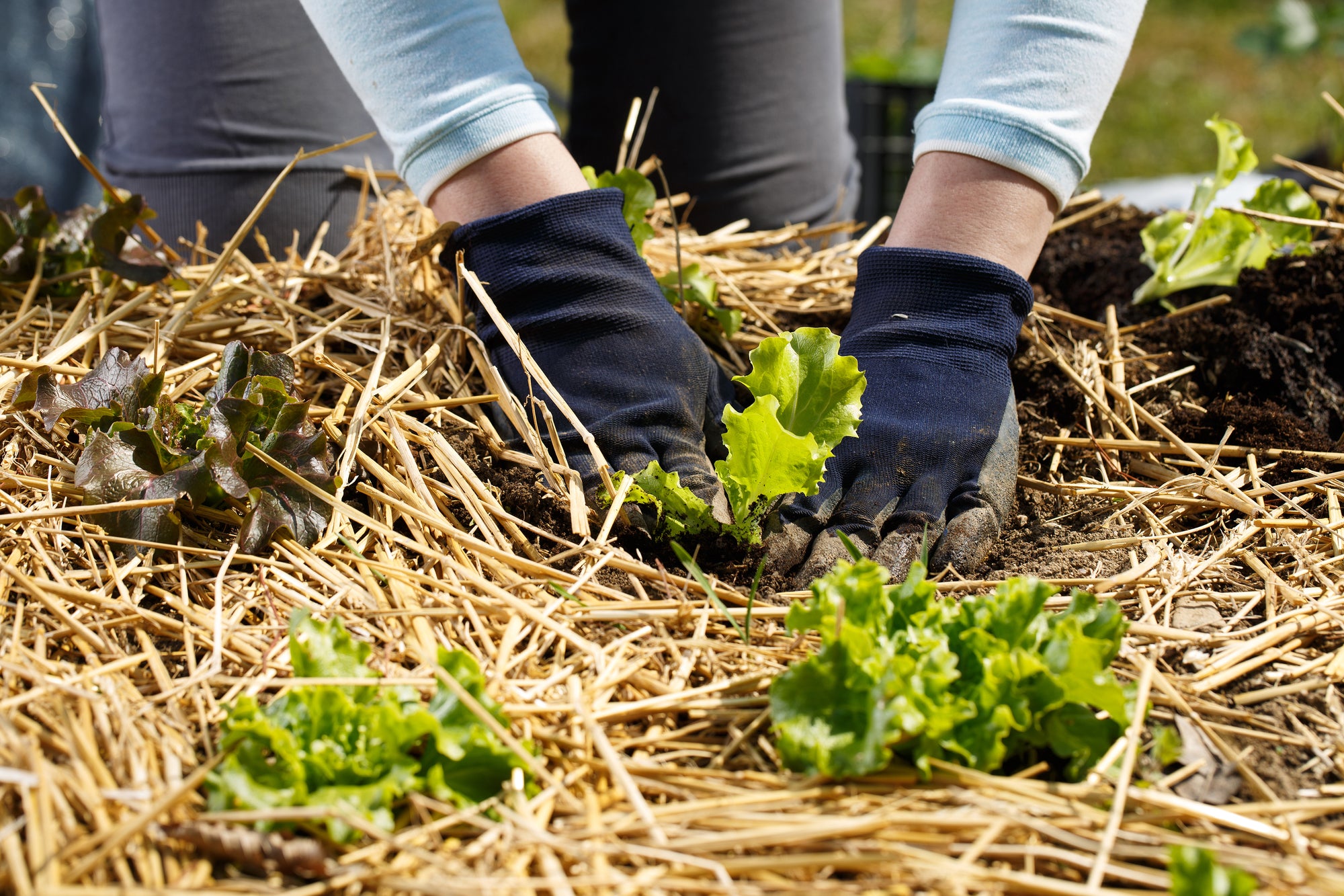 Grow Straw Bale Tomatoes