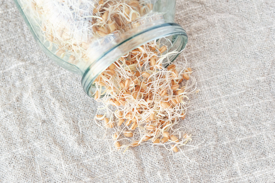 What Is Sprouting, and How Can I Grow Sprouts?