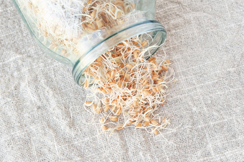 What Is Sprouting, and How Can I Grow Sprouts?
