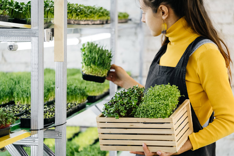 What Are Microgreens and How to Grow Them
