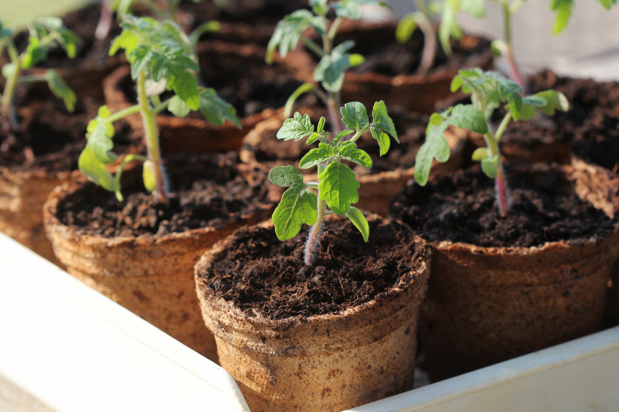 Checklist for Prize-Winning Tomatoes