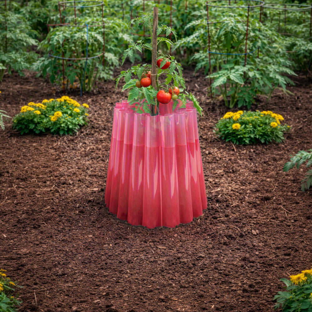 Tomato & Fruit Plant Garden Care