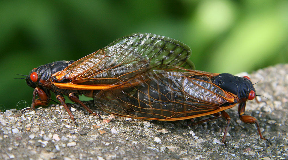 a close up of cicada bugs