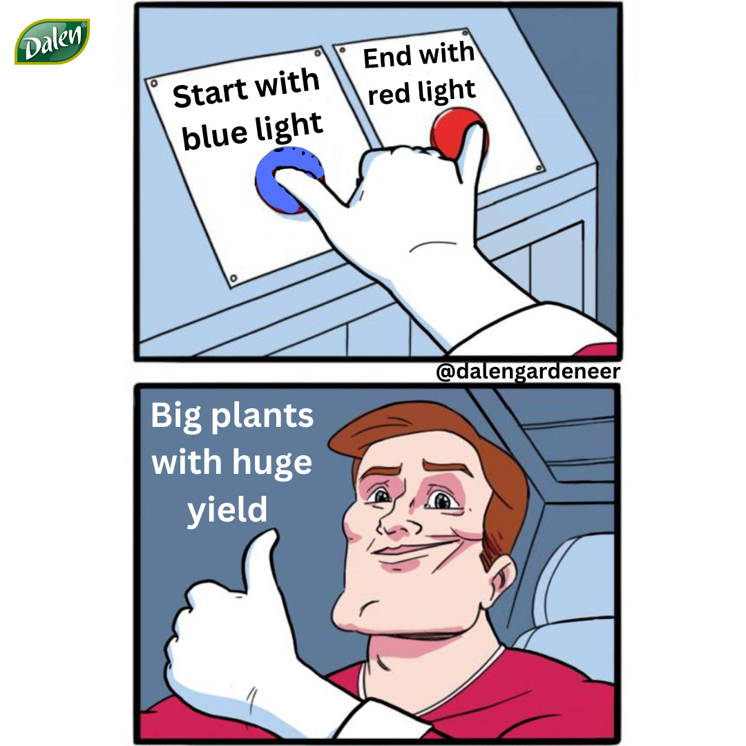 start blue end red big plants huge yield 