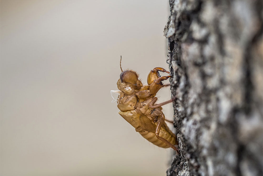 closeup shot of cicada molting insect