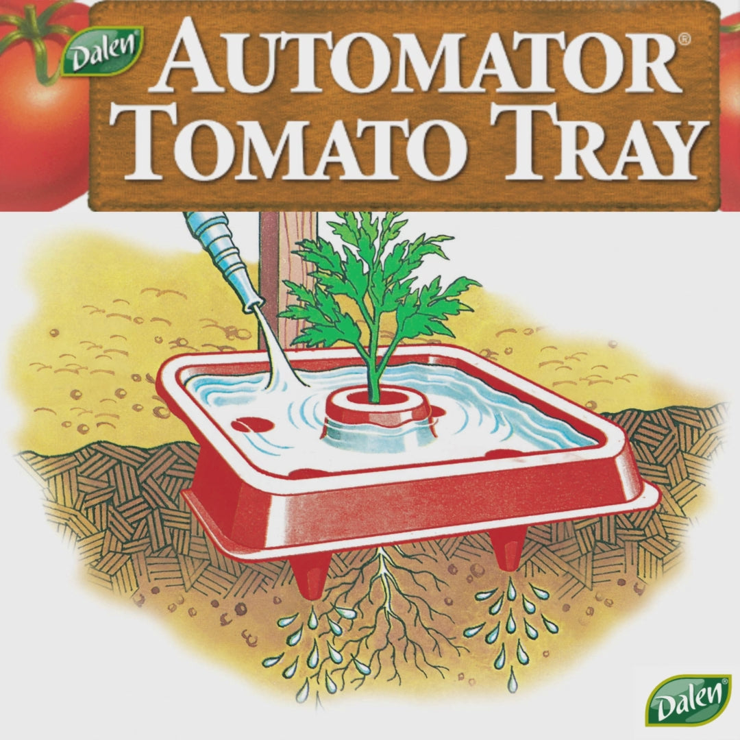 tomato tray reflects red light