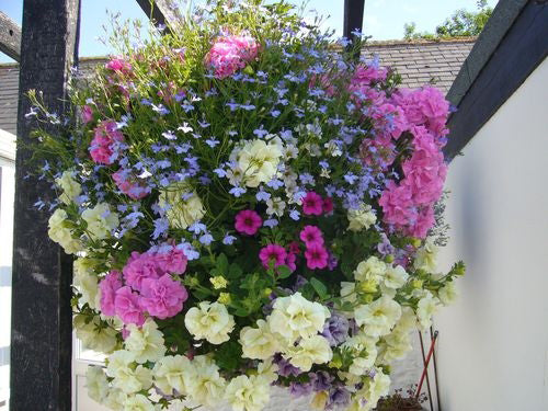 Plantopia Hanging Basket Planter