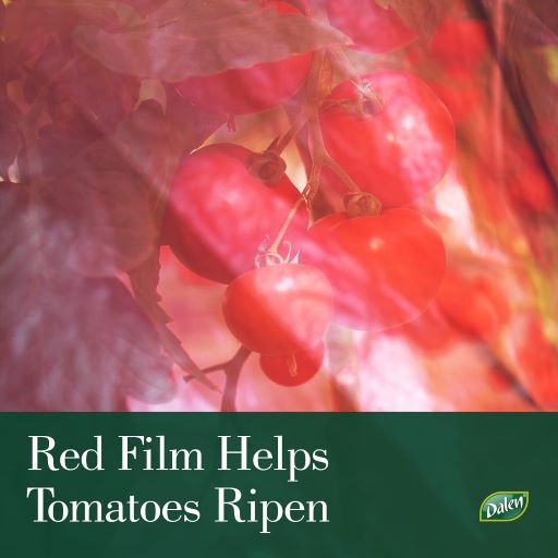 Better Reds Greenhouse Booster, Tomato Cage Add-On Cover for Faster Ripening, by Dalen Products
