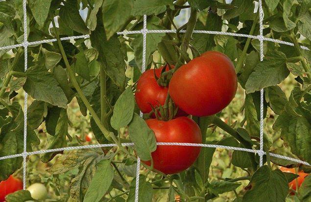 Dalen Heavy-Duty Trellis Netting Multi-Size Weatherproof Vertical Garden Support