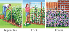 Trellis Netting For Vertical Gardening - Heavy-Duty Vegetable & Tomato Growth Mesh