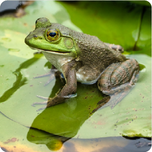 Wetlands and bird sanctuary